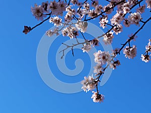 Flowers of damson tree in spring with blue sky background