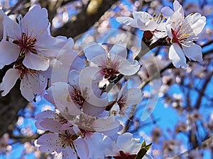 Flowers of damson tree in spring with blue sky background