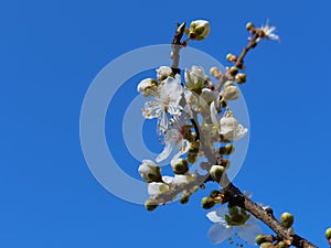 Flowers of damson tree in spring with blue sky background