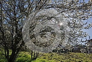 Flowers of damson tree in spring with blue sky background