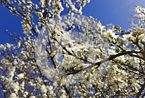 Flowers of damson tree in spring with blue sky background