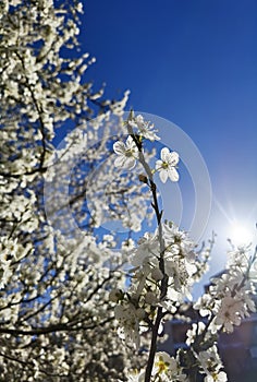 Flowers of damson tree in spring with blue sky background