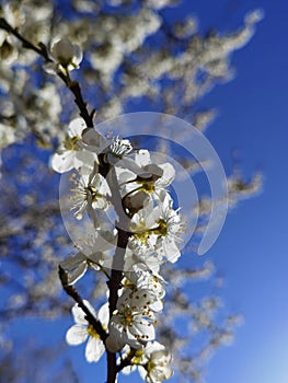 Flowers of damson tree in spring with blue sky background