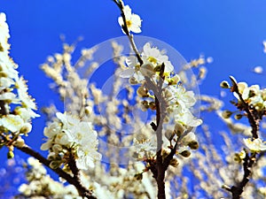 Flowers of damson tree in spring with blue sky background