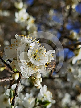 Flowers of damson tree in spring with blue sky background