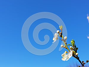 Flowers of damson tree in spring with blue sky background