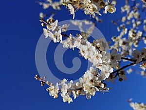 Flowers of damson tree in spring with blue sky background