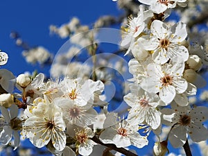 Flowers of damson tree in spring with blue sky background