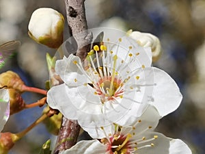 Flowers of damson tree in spring with blue sky background