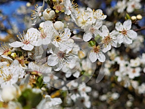 Flowers of damson tree in spring with blue sky background