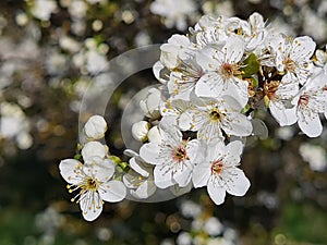 Flowers of damson tree in spring with blue sky background