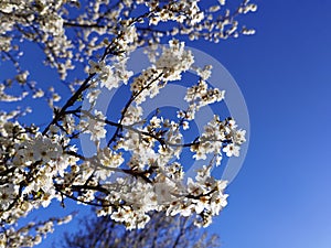 Flowers of damson tree in spring with blue sky background