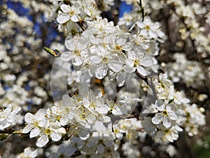 Flowers of damson tree in spring with blue sky background