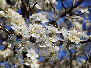 Flowers of damson tree in spring with blue sky background