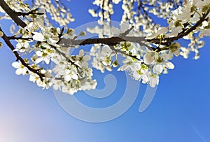 Flowers of damson tree in spring with blue sky background