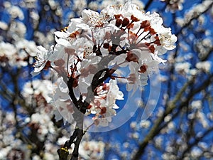 Flowers of damson tree in spring with blue sky background