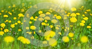 Flowers of dandelion are in the rays. Natural spring background with blooming dandelions flowers.