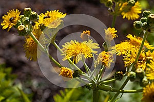 Flowers of the dandelion species Sonchus acaulis