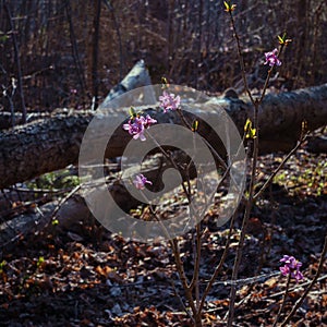 Flowers of Daphne mezereum