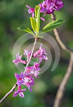 Flowers of Daphne mezereum commonly known as spurge olive