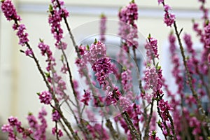 Flowers of Daphne mezereum, daphne blooming in spring day