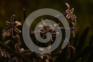 dark preset flower picture photo