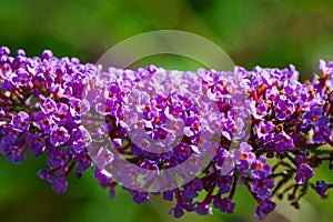 Flowers of david\'s budlia in the garden