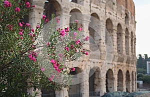 Flowers at dawn in front of the Colosseum, Rome