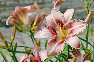 Flowers. Daylilies bloom in the park, close-up