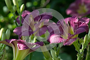 Flowers Daylily Entrapment