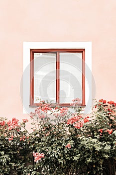 Flowers decorating window of a pink building