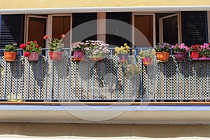 Flowers decoration on blue balcony, dfferent kind of flowers, Sp photo