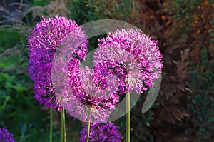 Flowers of decorative onion Allium christophii photo