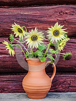 Flowers of decorative sunflower in a clay jug on the background of a log wall of an old farmhouse. Moscow region, Russia.