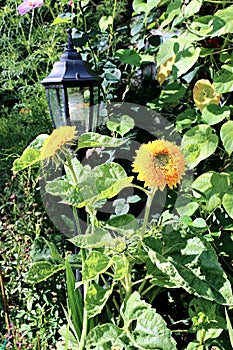 Flowers of decorative sunflowers