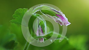 Flowers. Delicate bud of pelargonium close up.