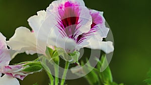 Flowers. Delicate flowers of pelargonium close-up.