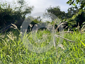 The flowers of delicate grass flutter in the wind.