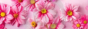 flowers on a delicate pink background in pastel colors