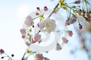 The flowers are delicate, pink and white cherry blossom, blooming in spring.