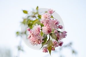 The flowers are delicate, pink and white cherry blossom, blooming in spring.