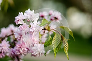 The flowers are delicate, pink and white cherry blossom, blooming in spring.