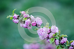 The flowers are delicate, pink and white cherry blossom, blooming in spring.