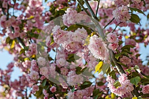 The flowers are delicate, pink and white cherry blossom, blooming in spring.