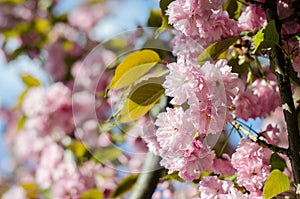 The flowers are delicate, pink and white cherry blossom, blooming in spring.