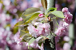 The flowers are delicate, pink and white cherry blossom, blooming in spring.