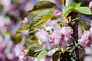 The flowers are delicate, pink and white cherry blossom, blooming in spring.