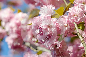 The flowers are delicate, pink and white cherry blossom, blooming in spring.