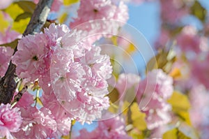 The flowers are delicate, pink and white cherry blossom, blooming in spring.