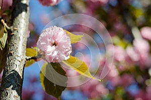 The flowers are delicate, pink and white cherry blossom, blooming in spring.